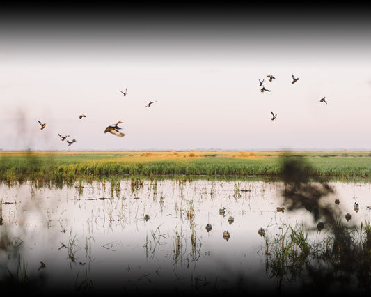 Early Teal Season Essentials